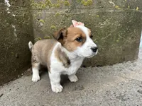 Rosy, a female Border Collie and Pembroke Welsh Corgi for sale in Athens, WI – Photo 5 of 10