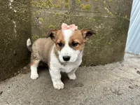 Rosy, a female Border Collie and Pembroke Welsh Corgi for sale in Athens, WI – Photo 7 of 10