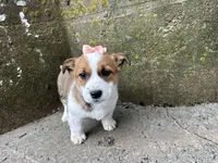 Rosy, a female Border Collie and Pembroke Welsh Corgi for sale in Athens, WI – Photo 10 of 10