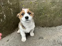 Rosy, a female Border Collie and Pembroke Welsh Corgi for sale in Athens, WI – Photo 4 of 10