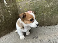 Rosy, a female Border Collie and Pembroke Welsh Corgi for sale in Athens, WI – Photo 8 of 10