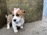 Rosy, a female Border Collie and Pembroke Welsh Corgi for sale in Athens, WI – Photo 3 of 10