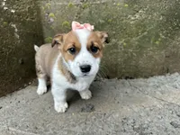 Rosy, a female Border Collie and Pembroke Welsh Corgi for sale in Athens, WI – Photo 1 of 10