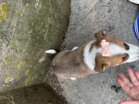 Rosy, a female Border Collie and Pembroke Welsh Corgi for sale in Athens, WI – Photo 6 of 10