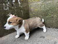 Rosy, a female Border Collie and Pembroke Welsh Corgi for sale in Athens, WI – Photo 9 of 10