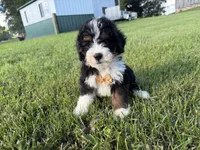 Turbo, a male Bernedoodle for sale in Athens, WI – 3 of 10