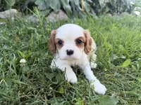 AKC Bart , a male Cavalier King Charles Spaniel for sale in Athens, WI – 7 of 10