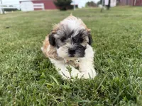 Browny, a male Bichon Frise and Shih Tzu for sale in Athens, WI – 3 of 10