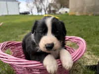 Zilla , a female Australian Shepherd and Border Collie for sale in Athens, WI – 6 of 10