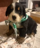 AKC Vance, a male Bernese Mountain Dog for sale in Athens, WI – 2 of 10
