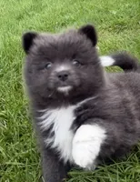 Harlee , a female Pomeranian for sale in Athens, WI – 2 of 10