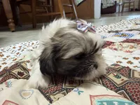 Stars, a female Shih Tzu for sale in Athens, WI – 5 of 10