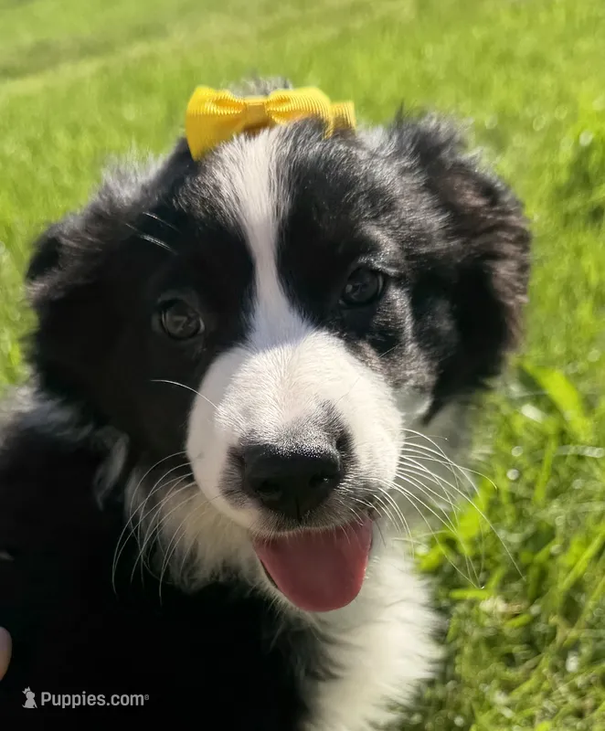 Zilla  – Australian Shepherd, Border Collie puppy for sale in Athens, WI