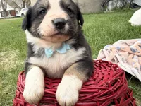 Zander, a male Australian Shepherd and Border Collie for sale in Athens, WI – 6 of 10