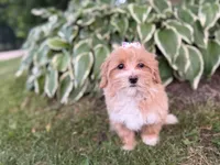 Carlee, a female Maltipoo for sale in Athens, WI – 9 of 9