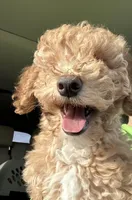 Bud, a male Miniature Goldendoodle for sale in Athens, WI – Photo 8 of 8