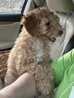 Bud, a male Miniature Goldendoodle for sale in Athens, WI – Photo 6 of 8