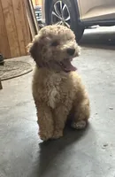 Bud, a male Miniature Goldendoodle for sale in Athens, WI – Photo 2 of 8