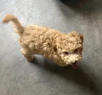 Bud, a male Miniature Goldendoodle for sale in Athens, WI – Photo 4 of 8