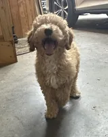 Bud, a male Miniature Goldendoodle for sale in Athens, WI – Photo 5 of 8