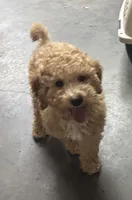 Bud, a male Miniature Goldendoodle for sale in Athens, WI – Photo 3 of 8