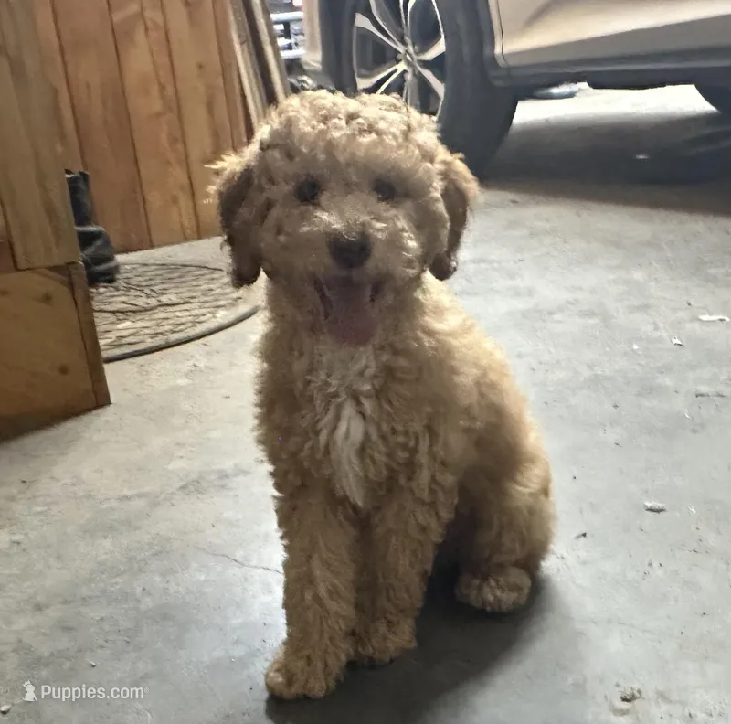 Bud – Miniature Goldendoodle puppy for sale in Athens, WI