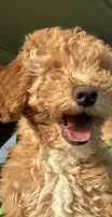 Bud, a male Miniature Goldendoodle for sale in Athens, WI – Photo 7 of 8