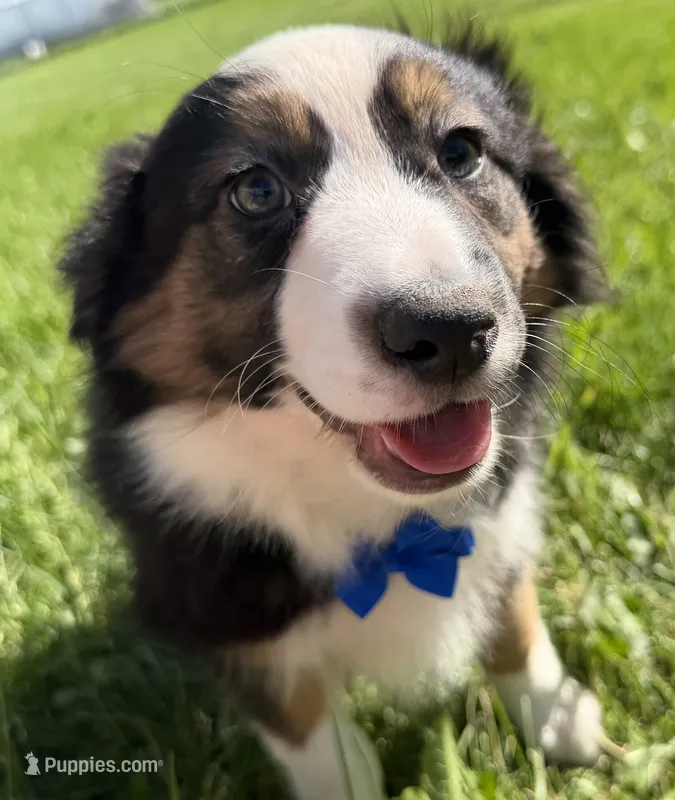 Zander – Australian Shepherd, Border Collie puppy for sale in Athens, WI