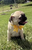 AKC ALLEN , a male Pug for sale in Athens, WI – 3 of 10