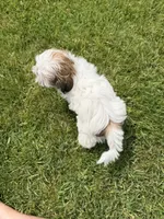 Jon, a male Bichon Frise and Shih Tzu for sale in Athens, WI – 10 of 10