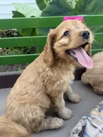 Casey, a female Cockapoo for sale in Athens, WI – 2 of 10