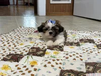 Firecracker, a female Shih Tzu for sale in Athens, WI – 6 of 10