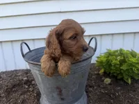 Craig, a male Cockapoo for sale in Athens, WI – 3 of 10