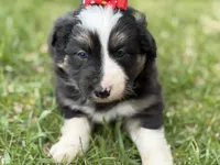 Zoey, a female Australian Shepherd and Border Collie for sale in Athens, WI – 6 of 10