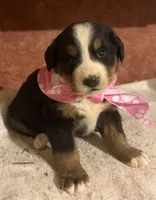 AKC Vicky, a female Bernese Mountain Dog for sale in Athens, WI – 2 of 10