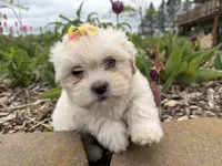 Lynn, a female Poodle - Miniature  and Mal Shi for sale in Athens, WI – 6 of 10