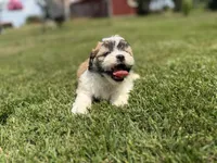 Jane, a female Bichon Frise and Shih Tzu for sale in Athens, WI – 5 of 8