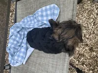 Tim, a male Morkie for sale in Athens, WI – Photo 5 of 5