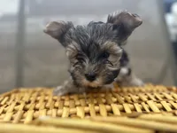 Tim, a male Morkie for sale in Athens, WI – Photo 1 of 5