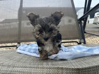 Tim, a male Morkie for sale in Athens, WI – Photo 3 of 5