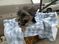 Tim, a male Morkie for sale in Athens, WI – Photo 4 of 5