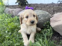 Carrie, a female Cockapoo for sale in Athens, WI – 9 of 10