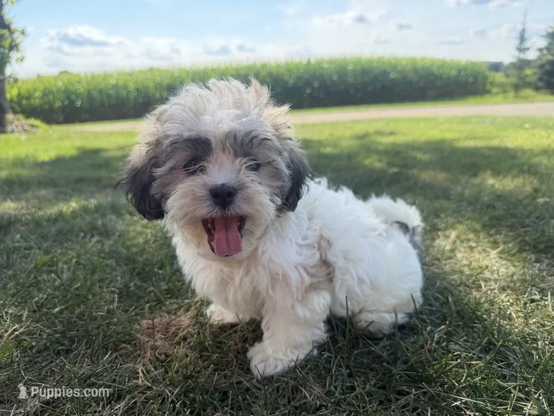 Whitey – Bichon Frise, Shih Tzu puppy for sale in Athens, WI
