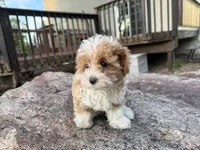 Sierra, a female Poodle - Toy  and Morkie for sale in Athens, WI – 4 of 10
