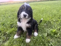 Summer, a female Bernedoodle for sale in Athens, WI – 7 of 10