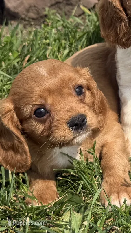 Sawyer – Cavalier King Charles Spaniel puppy for sale in Athens, WI