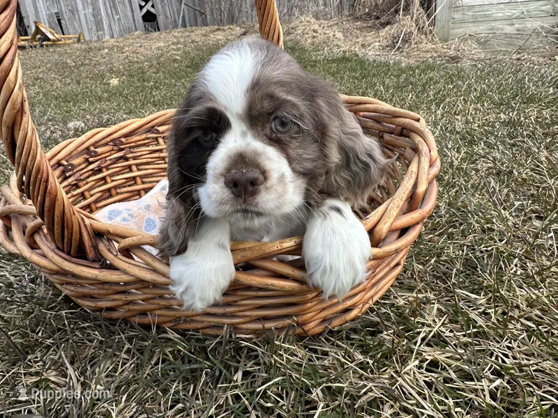 AKC Shila – Cocker Spaniel puppy for sale in Athens, WI