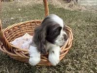 AKC Shila, a female Cocker Spaniel for sale in Athens, WI – Photo 6 of 10