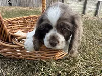 AKC Shila, a female Cocker Spaniel for sale in Athens, WI – Photo 8 of 10