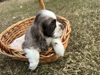 AKC Shila, a female Cocker Spaniel for sale in Athens, WI – Photo 3 of 10